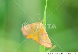 Attēlu rezultāti vaicājumam “Lythria cruentaria”