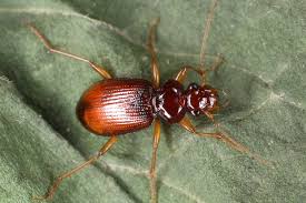 Attēlu rezultāti vaicājumam “Leistus terminatus”