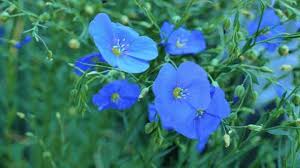 Attēlu rezultāti vaicājumam “Linum usitatissimum bud”