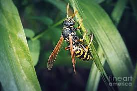 Attēlu rezultāti vaicājumam “Polistes”