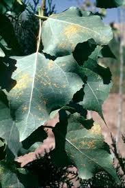 Attēlu rezultāti vaicājumam “Melampsora populnea”