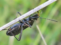 Attēlu rezultāti vaicājumam “Alydus calcaratus imago”
