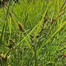 Attēlu rezultāti vaicājumam “Carex pilulifera”