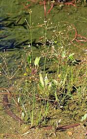 Attēlu rezultāti vaicājumam “Alisma gramineum flower”