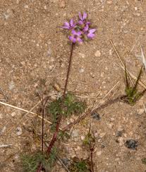 Attēlu rezultāti vaicājumam “Erodium cicutarium flower”