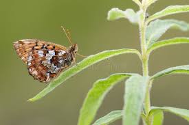 Attēlu rezultāti vaicājumam “Boloria aquilonaris underside”