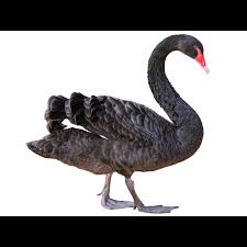 Attēlu rezultāti vaicājumam “Cygnus atratus”