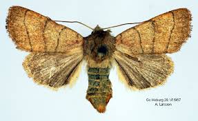 Attēlu rezultāti vaicājumam “Charanyca trigrammica”