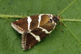 Attēlu rezultāti vaicājumam “Deltote bankiana”