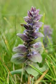 Attēlu rezultāti vaicājumam “Ajuga pyramidalis leaf”
