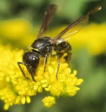 Attēlu rezultāti vaicājumam “Ancistrocerus sp. male”