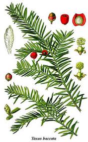 Attēlu rezultāti vaicājumam “Taxus baccata male flower”