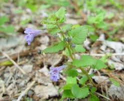 Image result for Glechoma hederacea