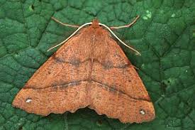 Attēlu rezultāti vaicājumam “Colotois pennaria”