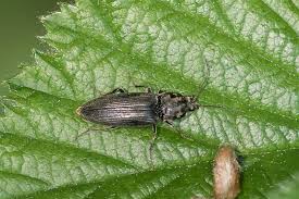 Attēlu rezultāti vaicājumam “Ectinus aterrimus”