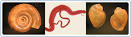 <b>Schistosomiasis</b>, also known as