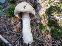 Attēlu rezultāti vaicājumam “Rozites caperata”