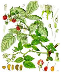 Attēlu rezultāti vaicājumam “Rubus idaeus leaf”