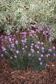 Attēlu rezultāti vaicājumam “Armeria vulgaris leaf”