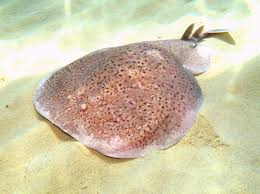 Image result for Torpedo marmorata