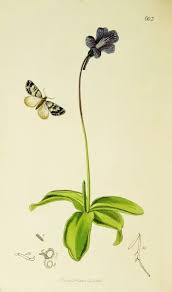 Attēlu rezultāti vaicājumam “Electrophaes corylata”