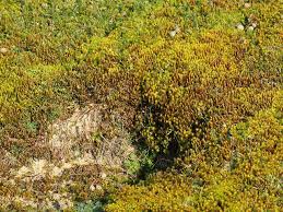 Attēlu rezultāti vaicājumam “Syntrichia ruralis var. ruralis sporophyte”