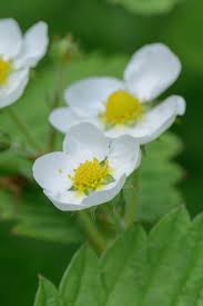 Attēlu rezultāti vaicājumam “Fragaria moschata flower”