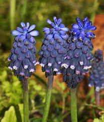 Attēlu rezultāti vaicājumam “Muscari neglectum”