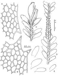 Attēlu rezultāti vaicājumam “Plagiochila”