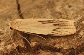 Attēlu rezultāti vaicājumam “Pelosia muscerda”