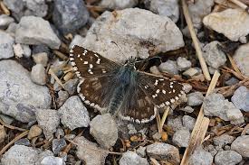 Attēlu rezultāti vaicājumam “Pyrgus alveus”