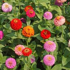 Image result for Zinnia elegans