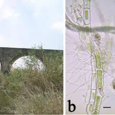 Attēlu rezultāti vaicājumam “Hildenbrandia rivularis”