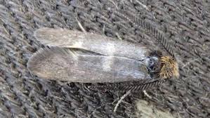 Attēlu rezultāti vaicājumam “Incurvariidae”