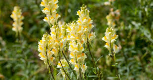 Attēlu rezultāti vaicājumam “Linaria vulgaris leaf”