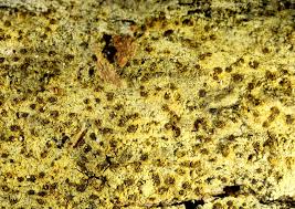 Attēlu rezultāti vaicājumam “Arthonia vinosa”