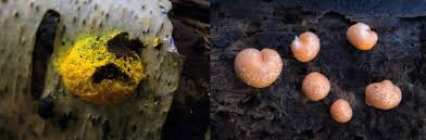 Attēlu rezultāti vaicājumam “Trichia varia sessile”