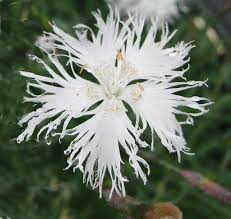 Attēlu rezultāti vaicājumam “Dianthus arenarius”