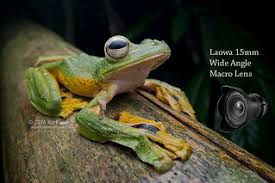 Attēlu rezultāti vaicājumam “Lophozia laxa macro”