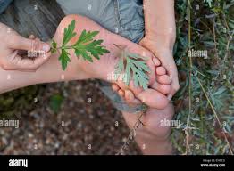 Attēlu rezultāti vaicājumam “Artemisia vulgaris leaf”