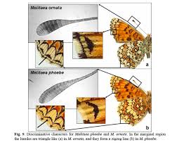 Attēlu rezultāti vaicājumam “Melitaea phoebe underside”
