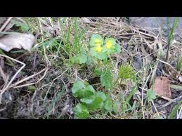 Attēlu rezultāti vaicājumam “Chrysosplenium alternifolium”