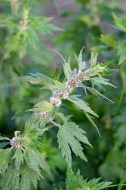 Attēlu rezultāti vaicājumam “Leonurus cardiaca leaf”