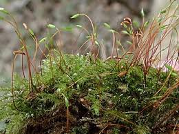 Attēlu rezultāti vaicājumam “Herzogiella seligeri”