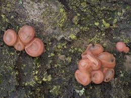 Attēlu rezultāti vaicājumam “Craterocolla cerasi”