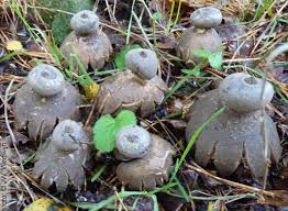 Attēlu rezultāti vaicājumam “Geastrum pectinatum”