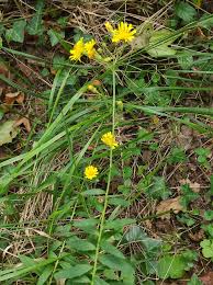 Attēlu rezultāti vaicājumam “Hieracium umbellatum”