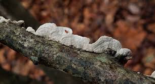 Attēlu rezultāti vaicājumam “Steccherinum ochraceum”