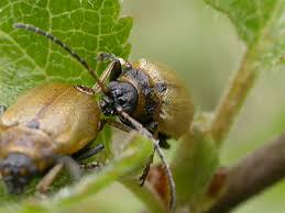 Attēlu rezultāti vaicājumam “Lochmaea caprea”