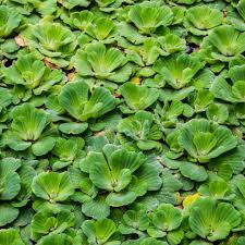 Attēlu rezultāti vaicājumam “Pistia stratiotes leaf”